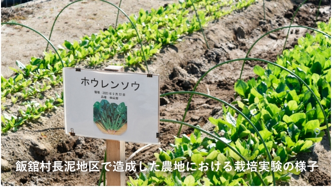 飯舘村長泥地区で造成した農地における栽培実験の様子