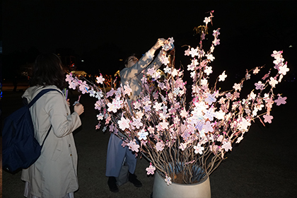 写真：新宿御苑 八重桜ライトアップの様子3