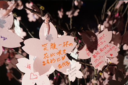 写真：新宿御苑 八重桜ライトアップの様子5
