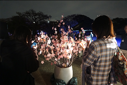 写真：新宿御苑 八重桜ライトアップの様子6